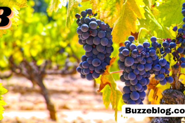 mourvedre grape