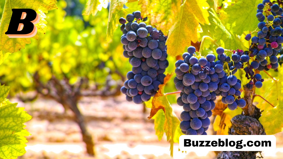 mourvedre grape