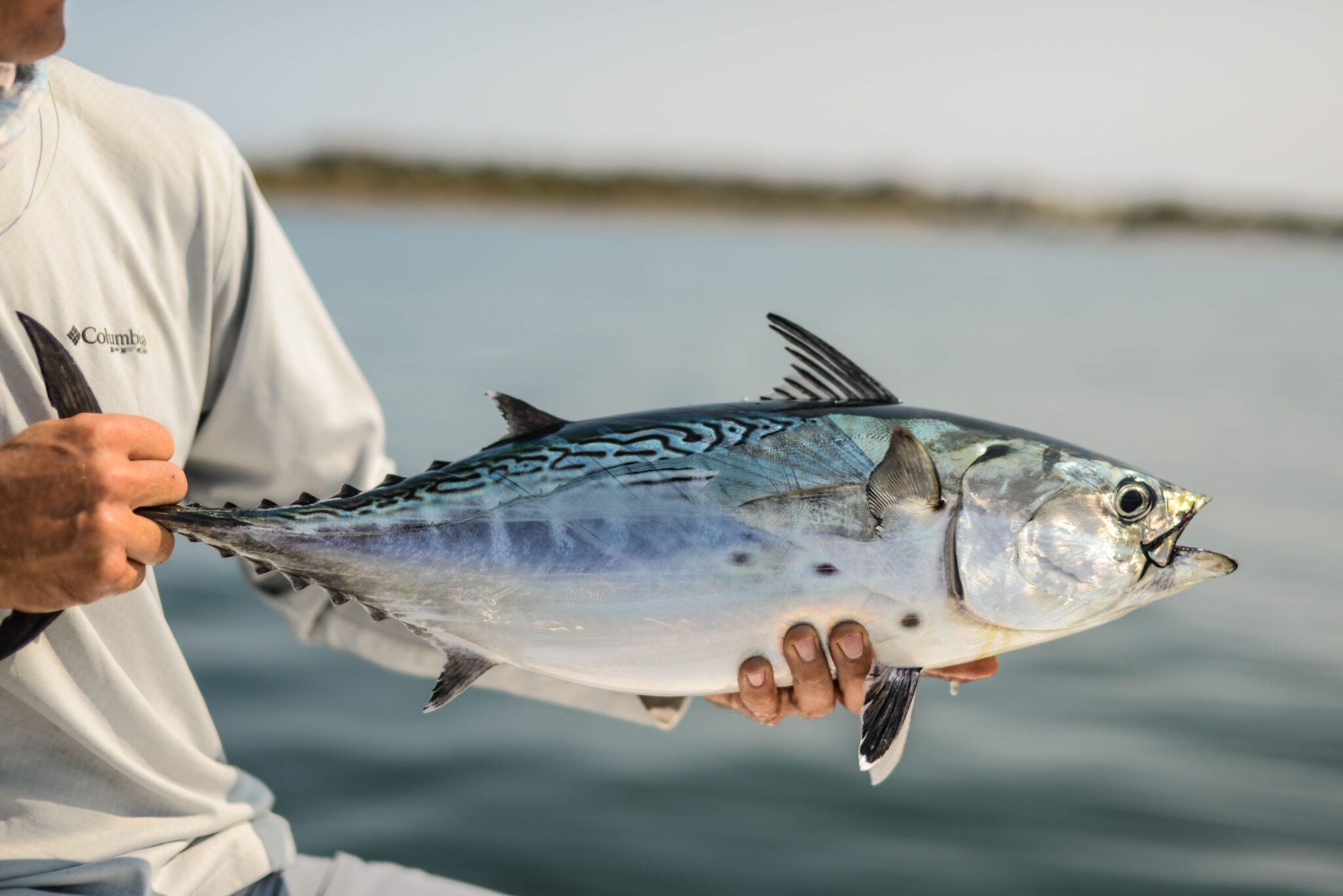 False Albacore Fish: The Fast and Fascinating Ocean Speedster