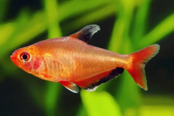 red phantom tetra