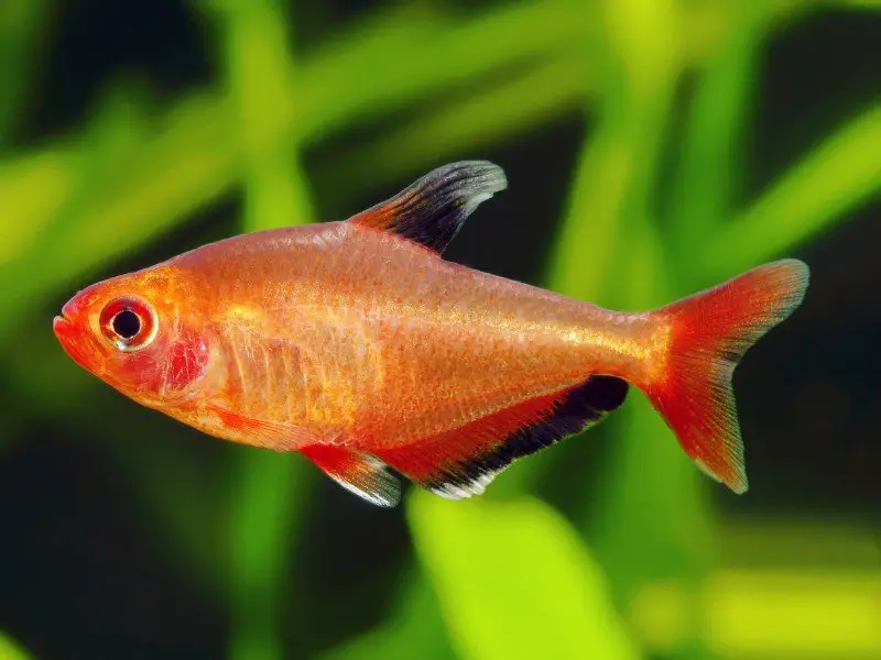 red phantom tetra