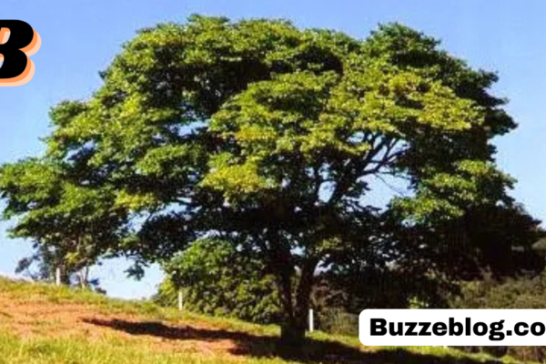 jatoba hymenaea courbaril