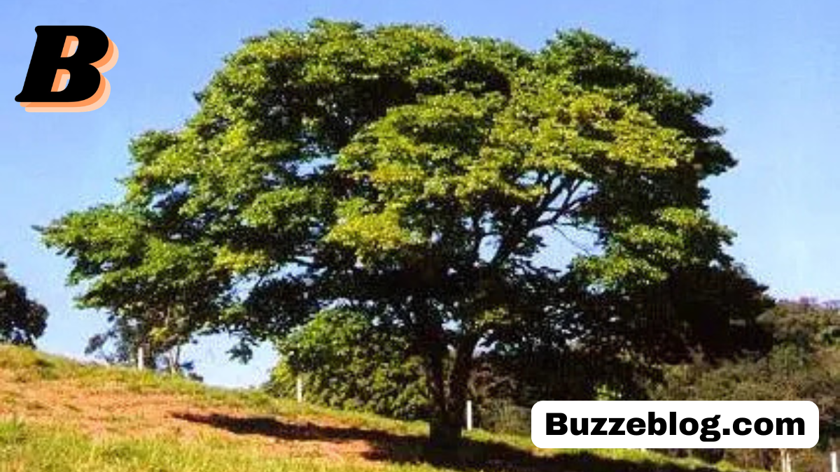 jatoba hymenaea courbaril